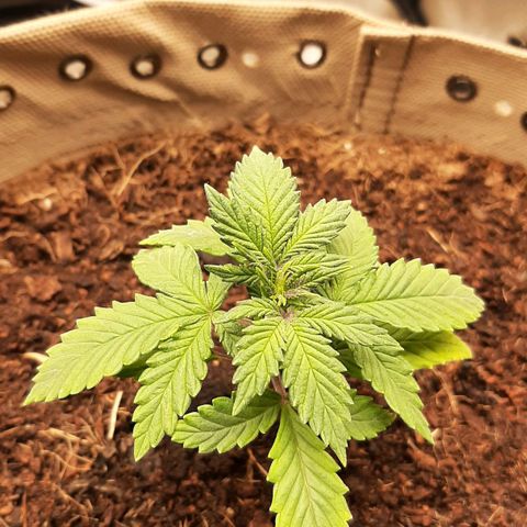 Laila  growlog timeline photo