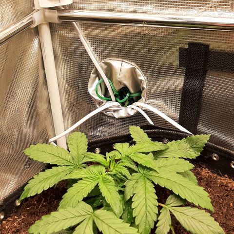 Fritzchen  growlog timeline photo