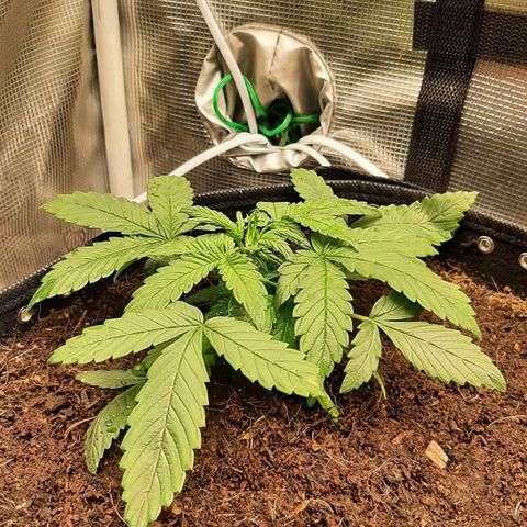 Fritzchen  growlog timeline photo
