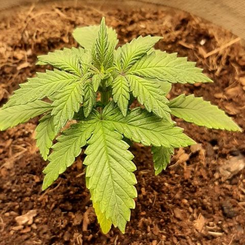 Laila  growlog timeline photo