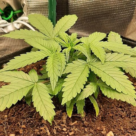 Fritzchen  growlog timeline photo