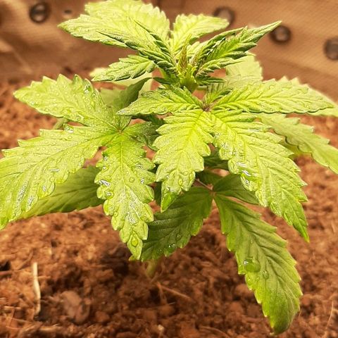 Laila  growlog timeline photo