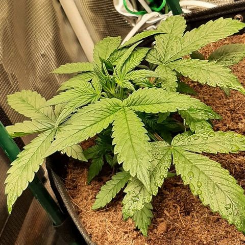 Fritzchen  growlog timeline photo