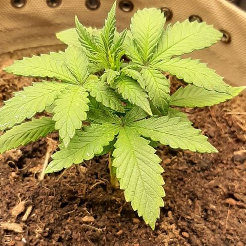 Laila  growlog timeline photo
