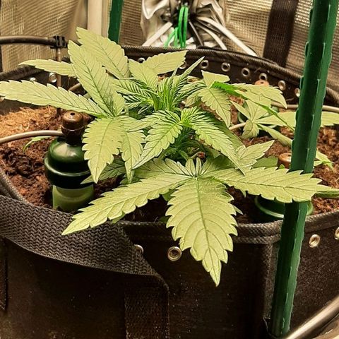 Fritzchen  growlog photo: Blumat Tropfsystem installiert 