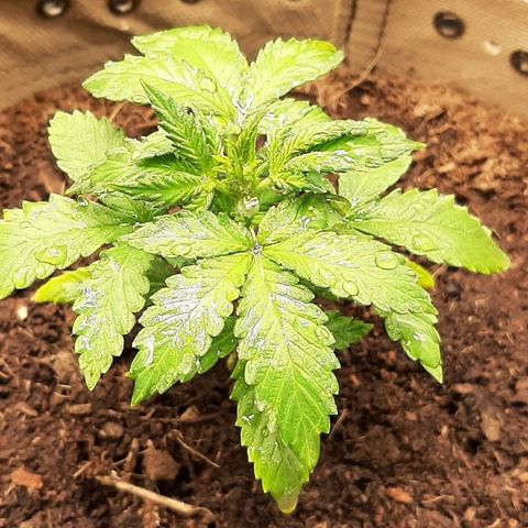 Laila  growlog timeline photo