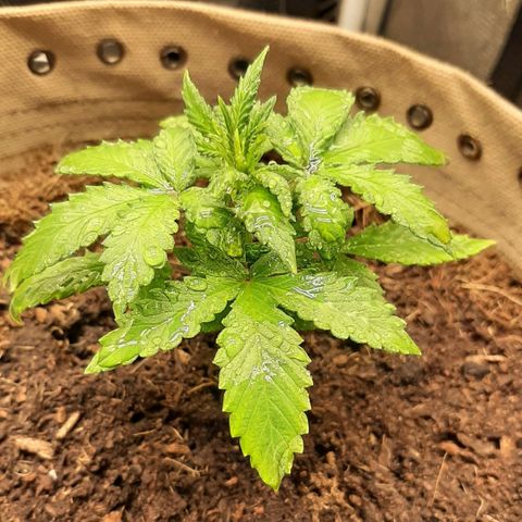 Laila  growlog timeline photo