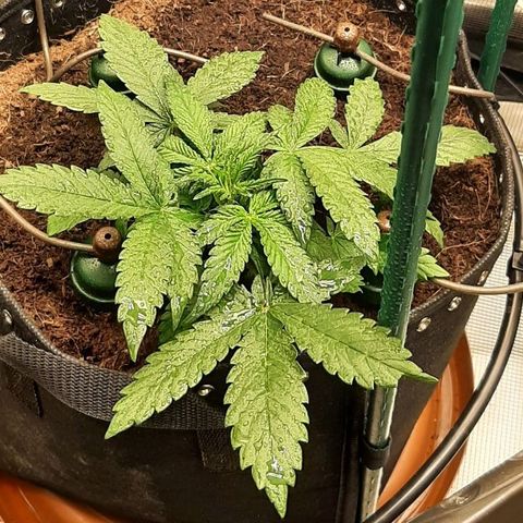 Fritzchen  growlog timeline photo