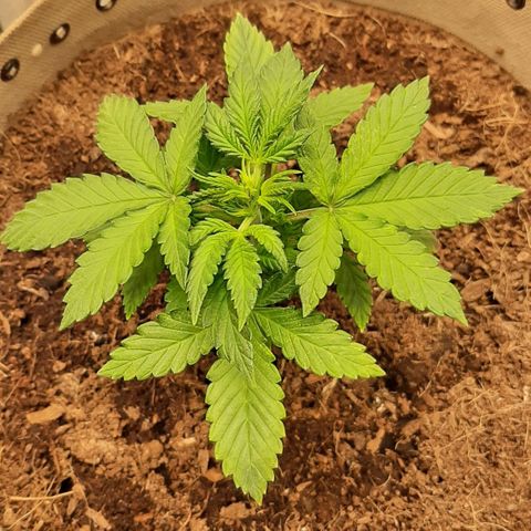 Laila  growlog timeline photo