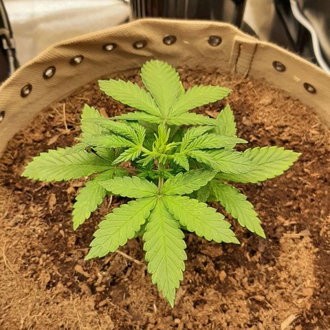 Laila  growlog timeline photo