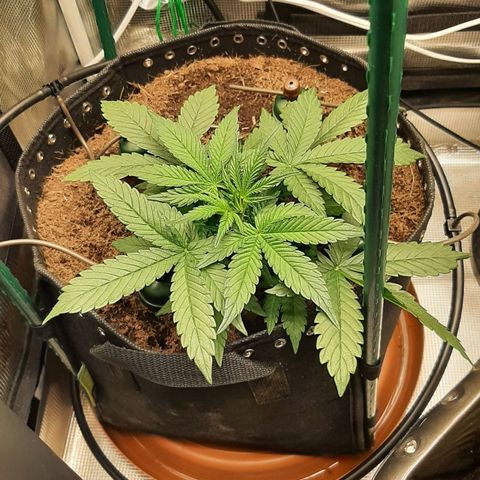Fritzchen  growlog timeline photo