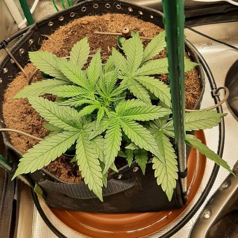 Fritzchen  growlog timeline photo