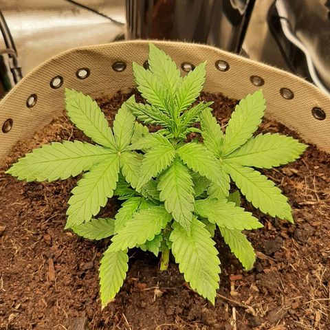 Laila  growlog photo: Nice 