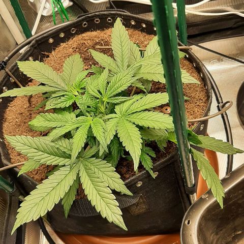 Fritzchen  growlog photo: Sehr Nice