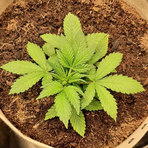 Laila  growlog timeline photo