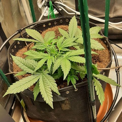 Fritzchen  growlog timeline photo