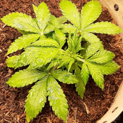 Laila  growlog timeline photo
