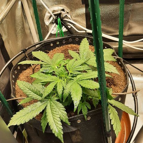 Fritzchen  growlog timeline photo