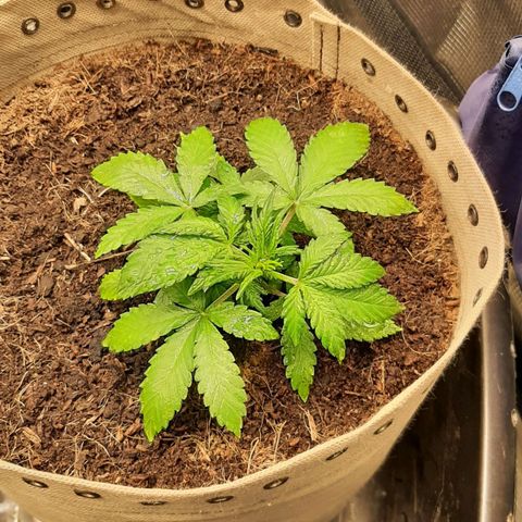 Laila  growlog timeline photo