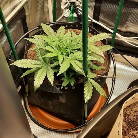 Fritzchen  growlog timeline photo