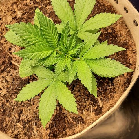 Laila  growlog timeline photo