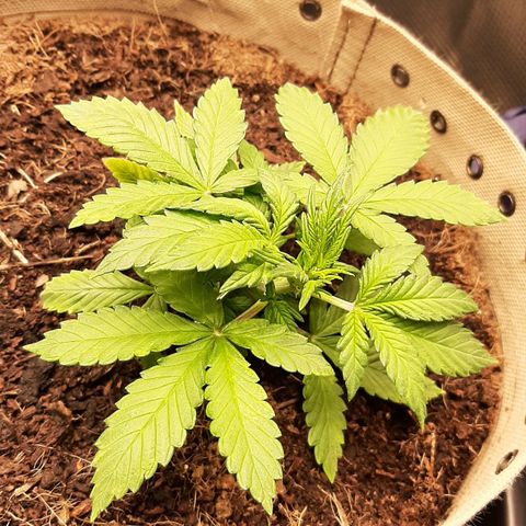 Laila  growlog timeline photo