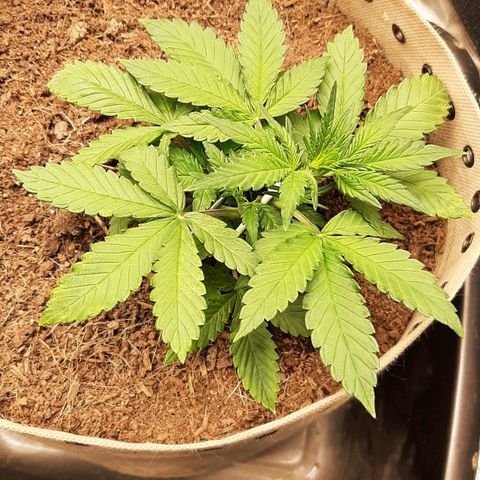 Laila  growlog timeline photo