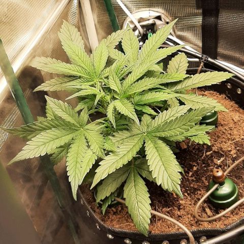 Fritzchen  growlog photo: Nice 
