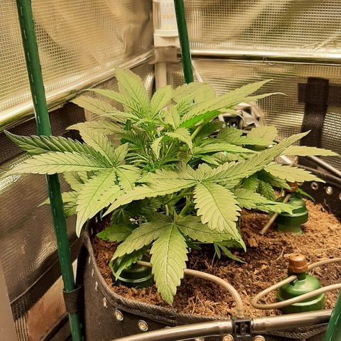 Fritzchen  growlog photo: Nice
