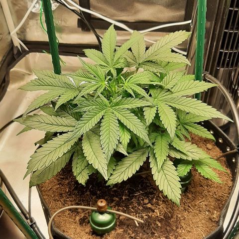 Fritzchen  growlog timeline photo