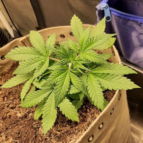 Laila  growlog timeline photo
