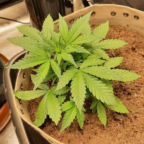 Laila  growlog timeline photo