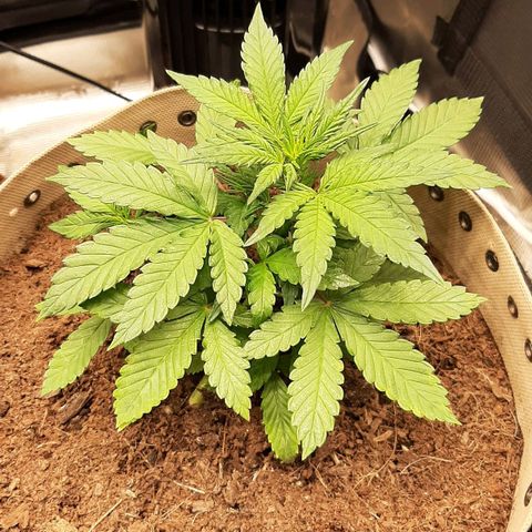 Laila  growlog timeline photo