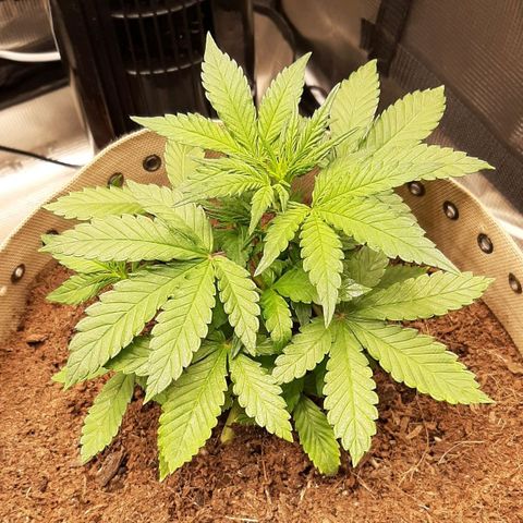 Laila  growlog timeline photo