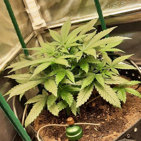 Fritzchen  growlog timeline photo