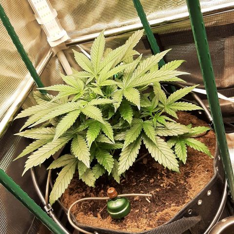 Fritzchen  growlog timeline photo