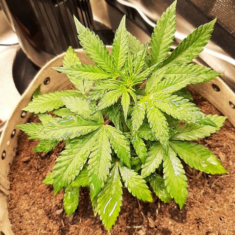 Laila  growlog timeline photo