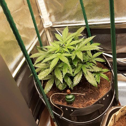 Fritzchen  growlog timeline photo