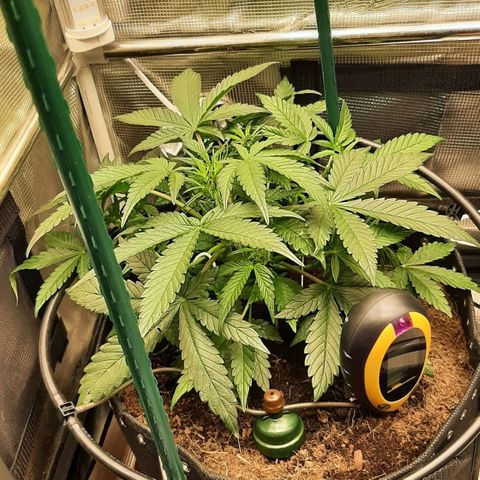 Fritzchen  growlog photo: Kurz nach minimal invasiven Lolipoppen 