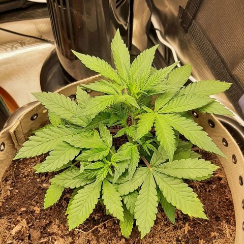 Laila  growlog photo: Kurz nach Richtungskorrektur