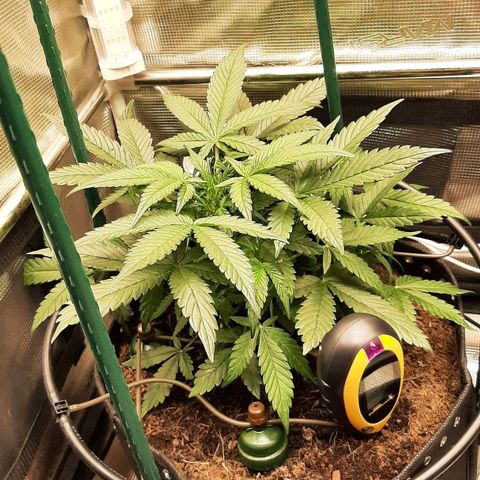 Fritzchen  growlog timeline photo