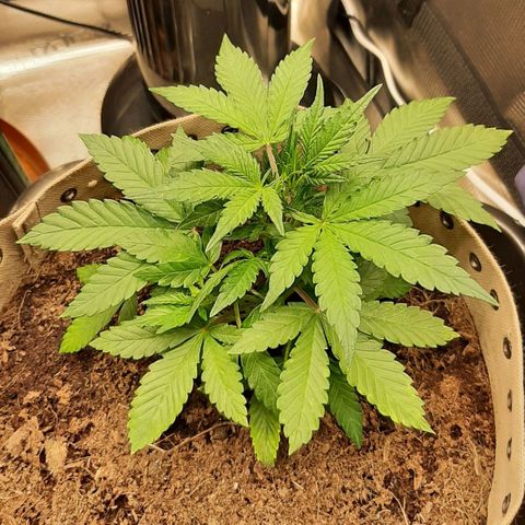 Laila  growlog timeline photo