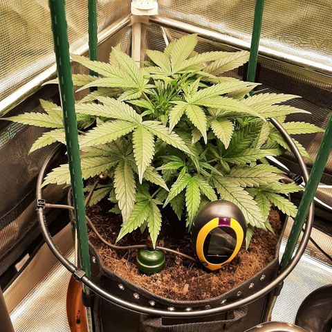 Fritzchen  growlog timeline photo
