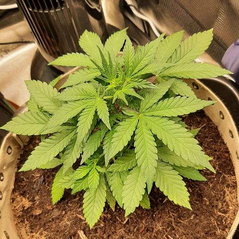 Laila  growlog timeline photo