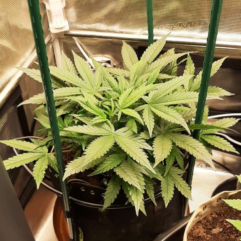 Fritzchen  growlog timeline photo