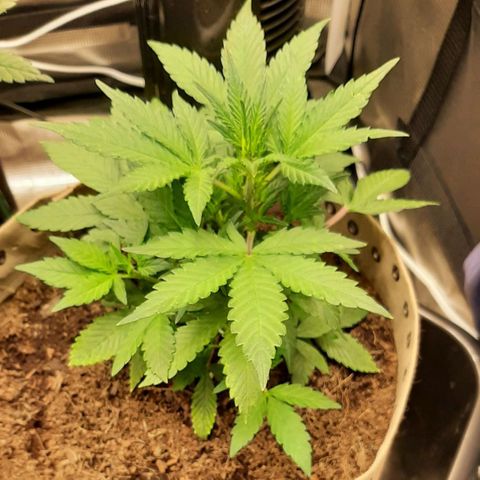Laila  growlog timeline photo