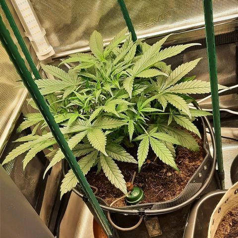 Fritzchen  growlog timeline photo
