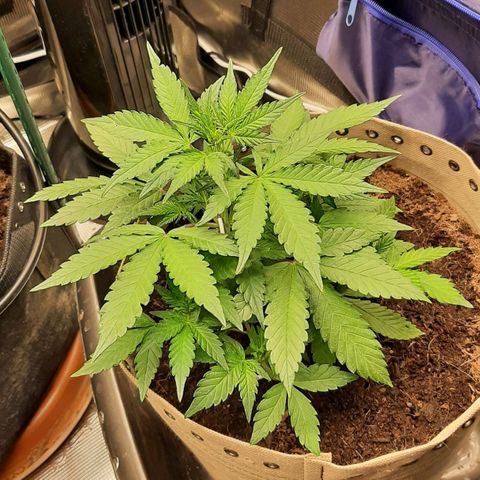 Laila  growlog timeline photo