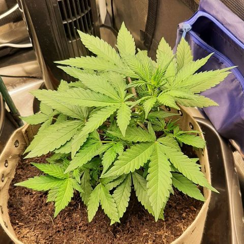Laila  growlog timeline photo