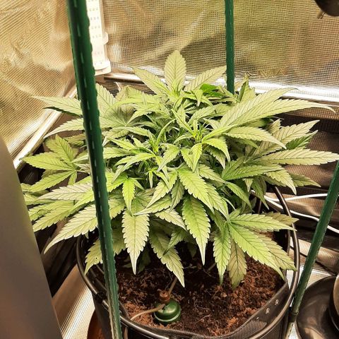 Fritzchen  growlog timeline photo
